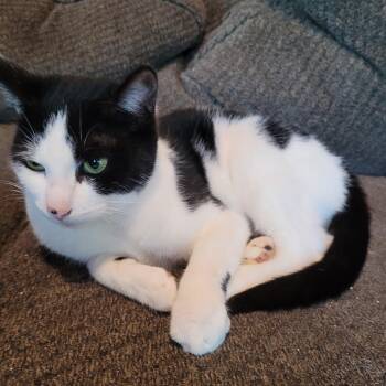 Rescue Domestic Short Hair Cats for Adoption in Toledo, Oregon - Firn – The Fir Tree Miracle | PetCurious