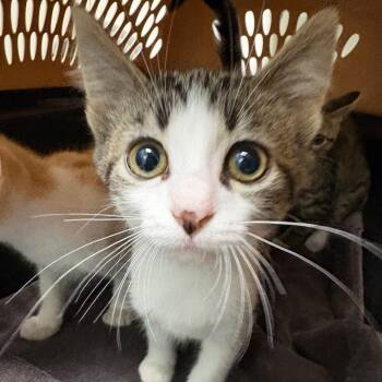 Chocolate 28522 -  Domestic Short Hair Cat for Adoption in Middleburg, Florida - Chocolate 28522 | PetCurious