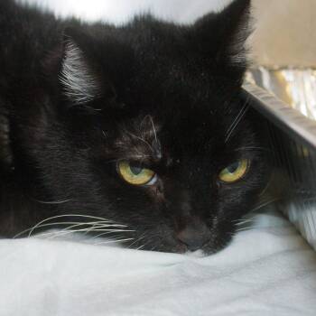 Domestic Short Hair Cats Available for Adoption - Shadow | PetCurious