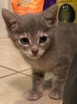 Pansy Parkinson -  Domestic Short Hair Cat for Adoption in San Antonio, Texas - Pansy Parkinson | PetCurious