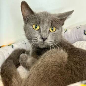 Rescue Domestic Short Hair Cats for Adoption in Matteson, Illinois - Quill | PetCurious