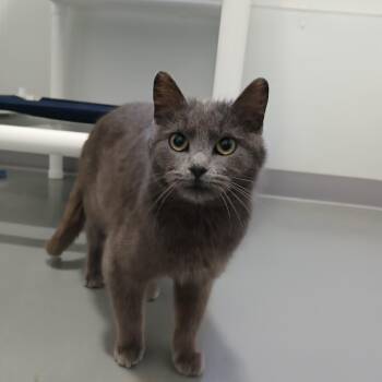 Mae -  American Shorthair Cat Available for Adoption in Iowa Falls, Iowa - Mae | PetCurious