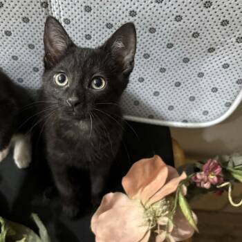 Andretti -  Domestic Short Hair Cat for Adoption in Martinsville, Indiana - Andretti | PetCurious