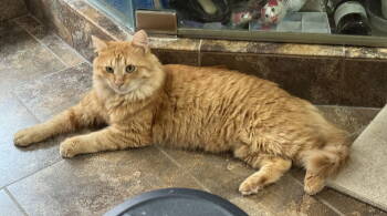 Rescue Domestic Medium Hair and Tabby Cats for Adoption in Oxford, Mississippi - Rowan | PetCurious