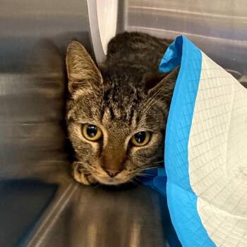 Domestic Short Hair Cats Available for Adoption - Brian May | PetCurious