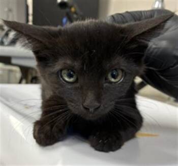 A255033 -  Domestic Short Hair Cat for Adoption in Visalia, California - A255033 | PetCurious