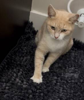 Domestic Short Hair Cats Available for Adoption - Ginger | PetCurious