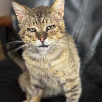 Rescue Domestic Short Hair Cats for Adoption in Nampa, Idaho - Reno | PetCurious