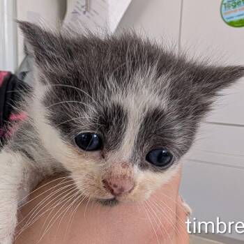 Timbre -  Domestic Short Hair Cat Available for Adoption in Chapel Hill, North Carolina - Timbre | PetCurious