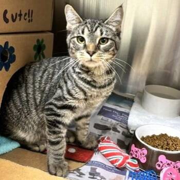 Jared -  Domestic Short Hair Cat for Adoption - Jared | PetCurious