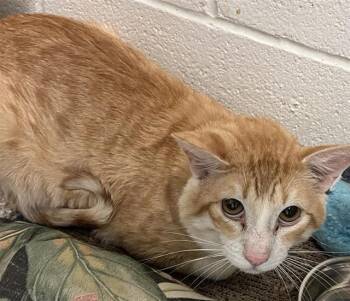 CLOVE -  Domestic Short Hair Cat for Adoption in San Antonio, Texas - CLOVE | PetCurious