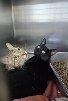 Chip & Raven -  Domestic Short Hair Cat for Adoption in Prineville, Oregon - Chip & Raven | PetCurious