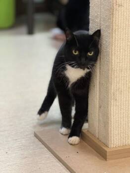 Poppy Seed -  Domestic Short Hair Cat for Adoption in Arlington, Washington - Poppy Seed | PetCurious