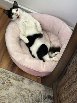 Bucky Napa -  Tuxedo Cat for Adoption in Napa, California - Bucky Napa | PetCurious