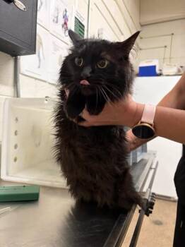 Enzo -  Domestic Long Hair Cat for Adoption in Fruit Heights, Utah - Enzo | PetCurious
