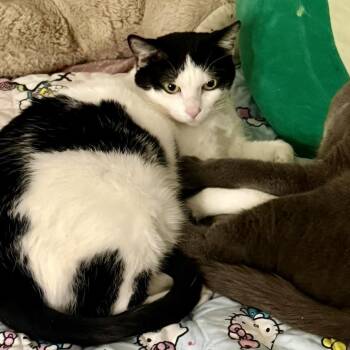 Oreo -  Domestic Short Hair Cat for Adoption in Nashville, Tennessee - Oreo | PetCurious