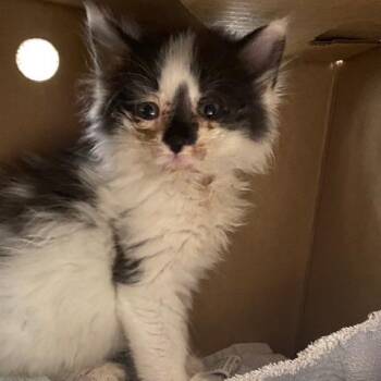 Birch -  Domestic Long Hair Cat for Adoption - Birch | PetCurious