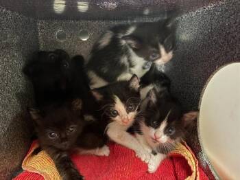 JACKSON -  Domestic Short Hair Cat for Adoption in Tustin, California - JACKSON | PetCurious
