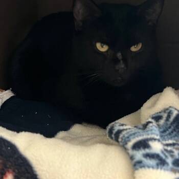 Rescue Domestic Short Hair Cats for Adoption in Dover, New Hampshire - Scrump | PetCurious