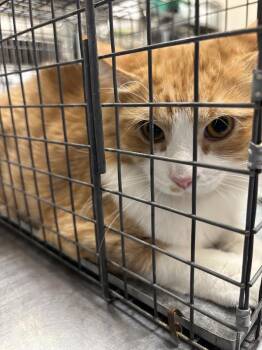 BING -  Domestic Long Hair Cat for Adoption in Las Vegas, Nevada - BING | PetCurious