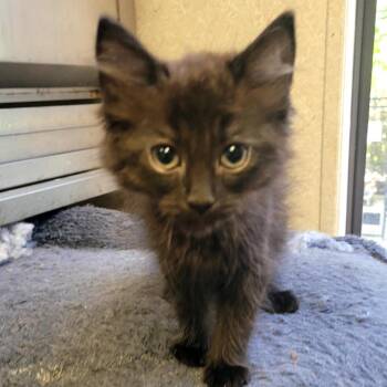 Rescue Domestic Short Hair Cats for Adoption in Hinesville, Georgia - Eluira | PetCurious