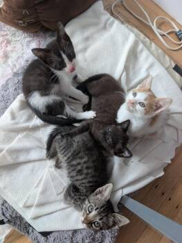 Boom Chocolatta! -  Domestic Short Hair and American Shorthair Cat for Adoption in Pacifica, California - Boom Chocolatta! | PetCurious