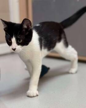 Sprite -  Domestic Short Hair Cat for Adoption in Fremont, Michigan - Sprite | PetCurious