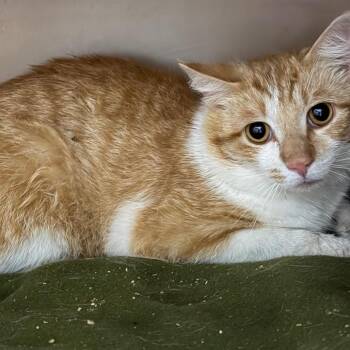 Domestic Short Hair Cats Available for Adoption in Madisonville, Kentucky - Fee-Licks | PetCurious