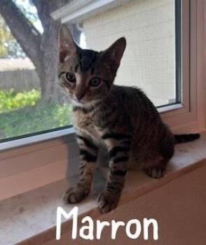 Marron -  Domestic Short Hair and Tabby Cat for Adoption in Ruskin, Florida - Marron | PetCurious