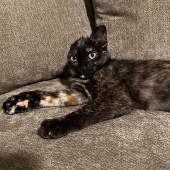 Jade -  Domestic Short Hair Cat for Adoption in Pleasant Hill, California - Jade | PetCurious
