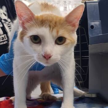 Lorelai -  Domestic Short Hair Cat for Adoption in Oak Park, Illinois - Lorelai | PetCurious