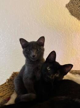 Domestic Short Hair Cats Available for Adoption in Seattle, Washington - Dos And Tres | PetCurious