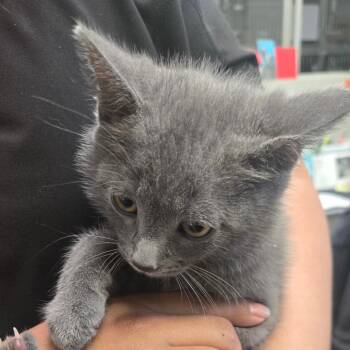 Confetti -  Domestic Short Hair Cat Available for Adoption in San Jacinto, California - Confetti | PetCurious