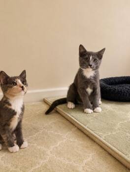 Guacamole -  Domestic Short Hair Cat for Adoption in North Babylon, New York - Guacamole | PetCurious