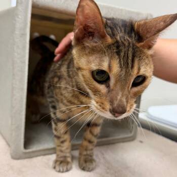 Pebbles -  Bengal Cat for Adoption in Reno, Nevada - Pebbles | PetCurious