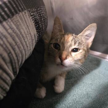 Solar -  Domestic Short Hair Cat for Adoption in Waldorf, Maryland - Solar | PetCurious