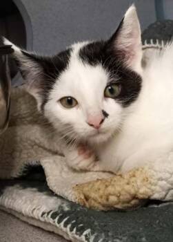 Asteroid -  Domestic Short Hair Cat for Adoption in Waupaca, Wisconsin - Asteroid | PetCurious