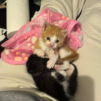 Twinkie -  Domestic Short Hair Cat for Adoption in Chicago, Illinois - Twinkie | PetCurious
