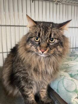 Domestic Long Hair Cats Available for Adoption in Rock Springs, Wyoming - Harry | PetCurious