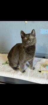 Little Grey -  Domestic Short Hair Cat Available for Adoption in Omaha, Nebraska - Little Grey | PetCurious