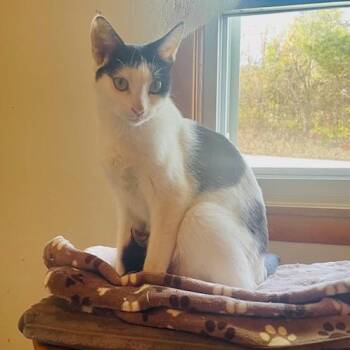 Domestic Short Hair Cats Available for Adoption - Mootilda | PetCurious