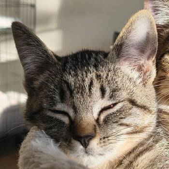 Chloe -  Domestic Short Hair Cat for Adoption in Santa Rosa, California - Chloe | PetCurious