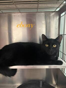 Ebony -  Domestic Short Hair Cat for Adoption in Cambridge, Maryland - Ebony | PetCurious