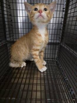 A657824 -  Domestic Short Hair Cat for Adoption in Houston, Texas - A657824 | PetCurious