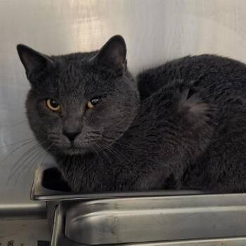 Domestic Short Hair Cats Available for Adoption - GHOST | PetCurious