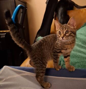 Acorn -  Domestic Short Hair Cat for Adoption in Greenwood, Indiana - Acorn | PetCurious