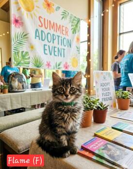 Flame -  Domestic Long Hair Cat for Adoption in Ephrata, Washington - Flame | PetCurious