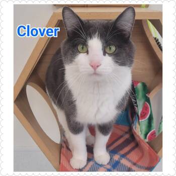 Domestic Short Hair Cats Available for Adoption - Clover | PetCurious