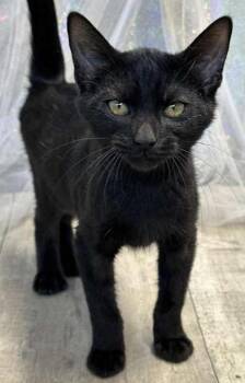 Rescue Domestic Short Hair Cats for Adoption in Shreveport, Louisiana - Blackberry | PetCurious