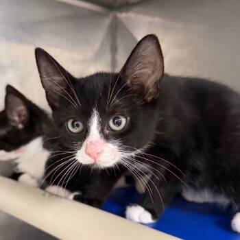 Boo -  Domestic Short Hair Cat for Adoption in Hampton Bays, New York - Boo | PetCurious